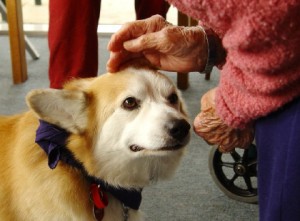 Therapy Dog Training Online