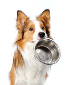 advanced canine nutrition