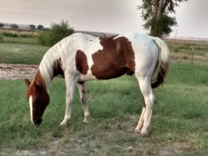 equine anatomy and physiology
