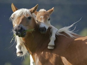 Horses-foal