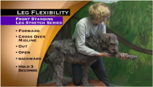 Stretching and exercises for dogs