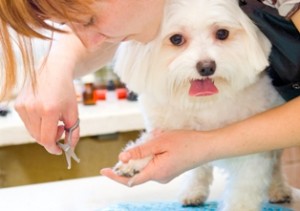 Prettifying Your Dog DIY Grooming for Man's Best Friend