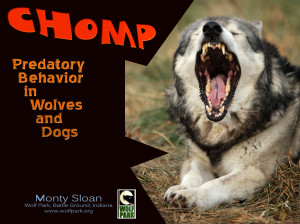 Predatory behavior in dogs