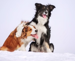 BorderCollies_Black-Brown