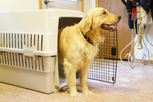 Solving House Training Issues