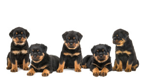 Puppies_Rotties