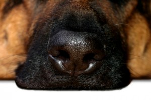 Dog's Nose