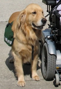 selecting a service dog