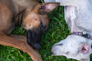 Do animals think and feel