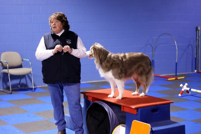 service-dog-training-self-control-exercises-for-service-dog-candidates