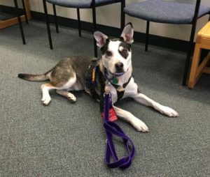 Barbara Handelman Service Dog Trainer Course