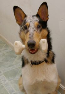 service dog trainer webinars