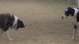 reactive and aggressive dog